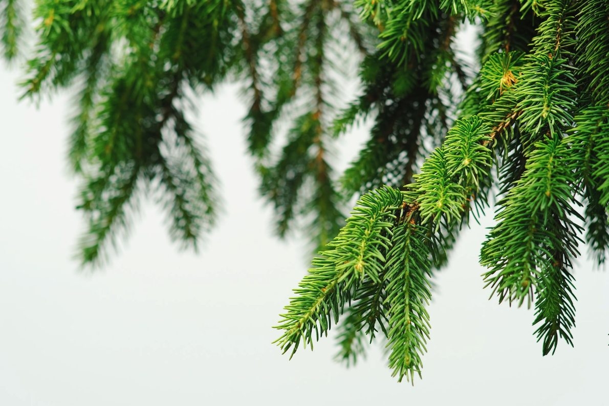 Image Source: Unsplash